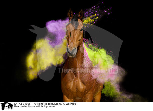 Hanoverian Horse with holi powder / AZ-01096