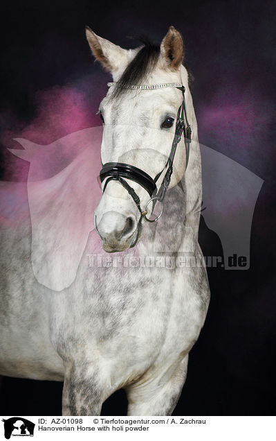 Hanoverian Horse with holi powder / AZ-01098