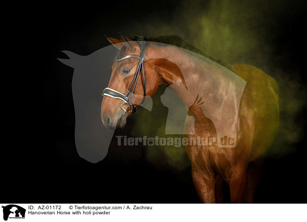 Hanoverian Horse with holi powder / AZ-01172