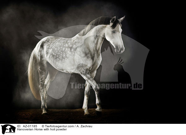 Hanoverian Horse with holi powder / AZ-01185