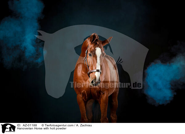 Hanoverian Horse with holi powder / AZ-01188