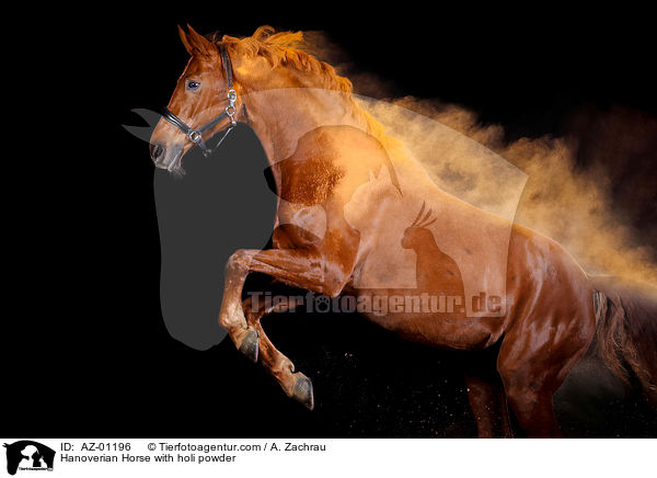 Hanoverian Horse with holi powder / AZ-01196