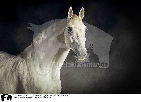 Hanoverian Horse with holi powder / AZ-01197