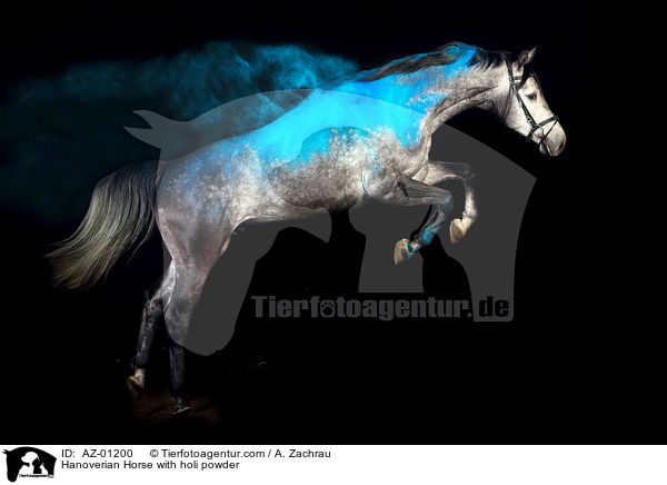 Hanoverian Horse with holi powder / AZ-01200