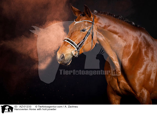 Hanoverian Horse with holi powder / AZ-01233