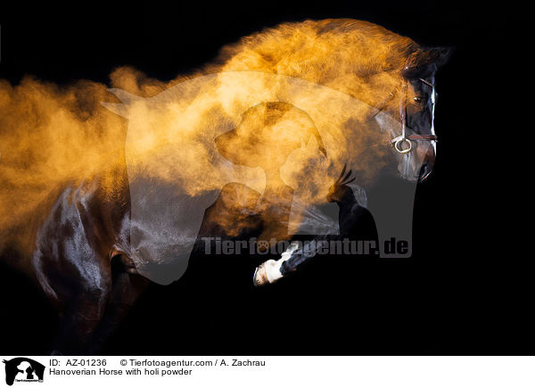 Hanoverian Horse with holi powder / AZ-01236