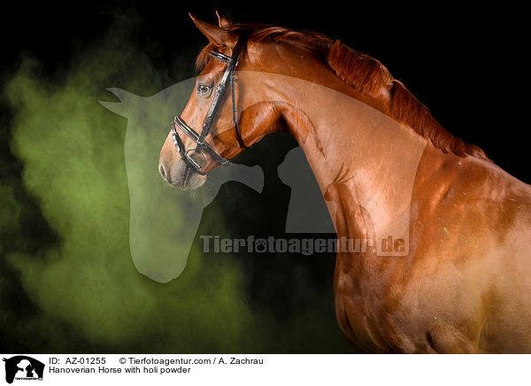 Hanoverian Horse with holi powder / AZ-01255