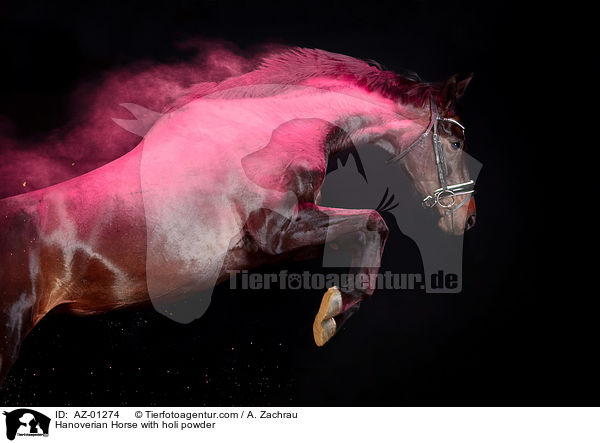 Hanoverian Horse with holi powder / AZ-01274