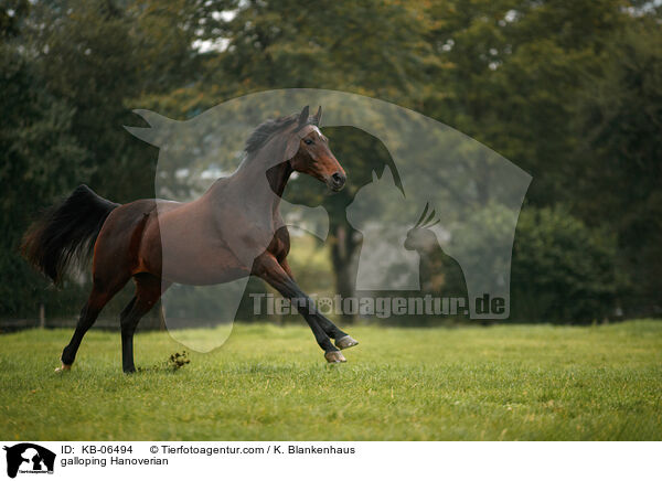 galloping Hanoverian / KB-06494