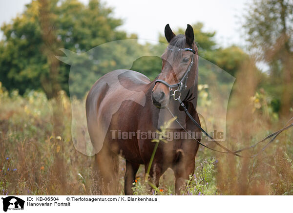 Hanoverian Portrait / KB-06504