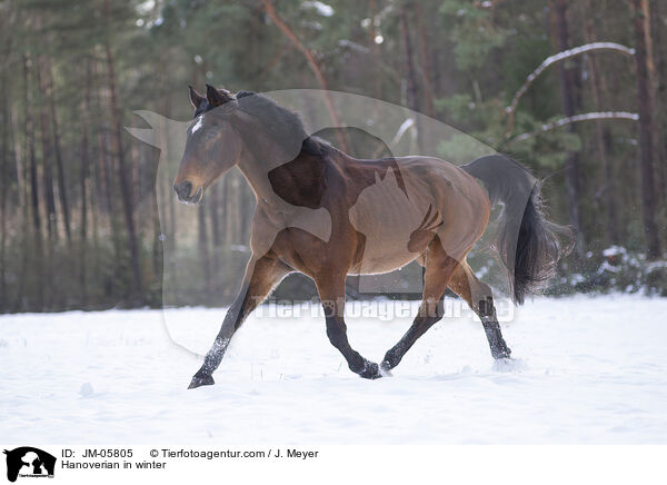Hanoverian in winter / JM-05805