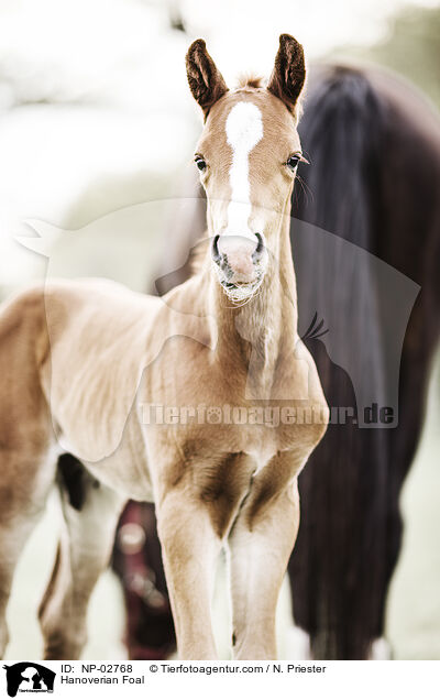 Hanoverian Foal / NP-02768