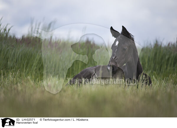 Hanoverian foal / LH-02571