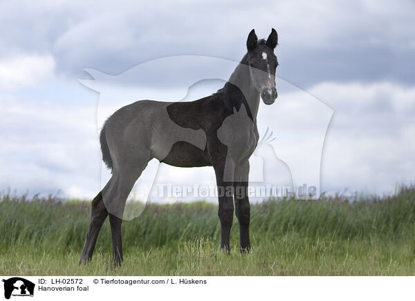 Hanoverian foal / LH-02572