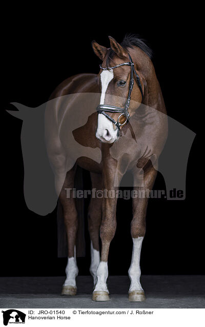 Hanoverian Horse / JRO-01540