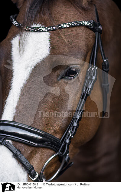 Hanoverian Horse / JRO-01543