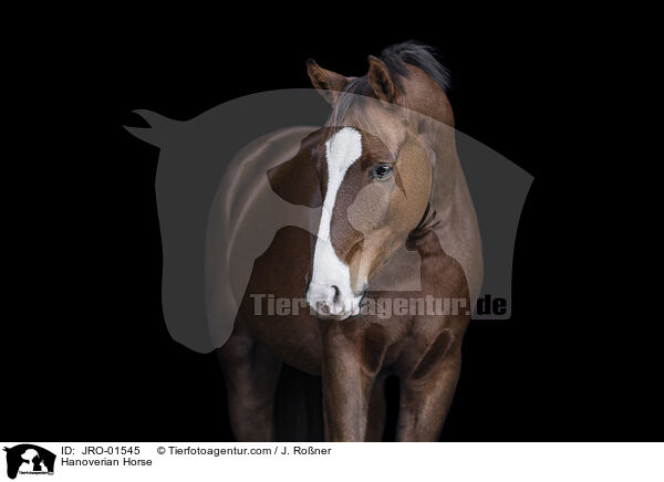 Hanoverian Horse / JRO-01545