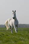 running Hanoverian horse