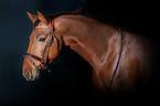 Hanoverian Horse Portrait