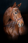 Hanoverian Horse Portrait