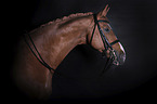 Hanoverian Horse portrait