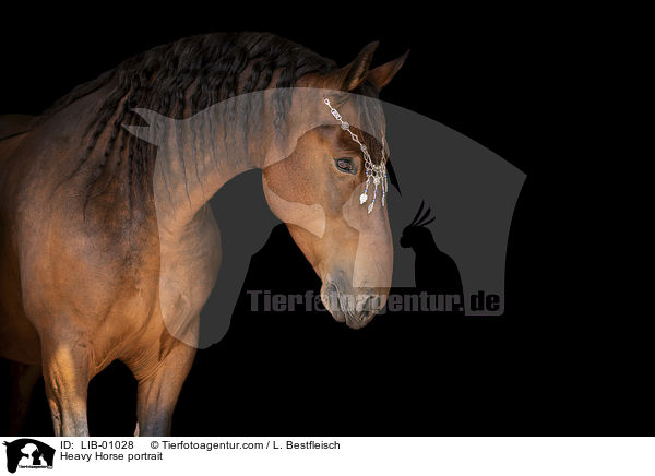 Kaltblut Portrait / Heavy Horse portrait / LIB-01028