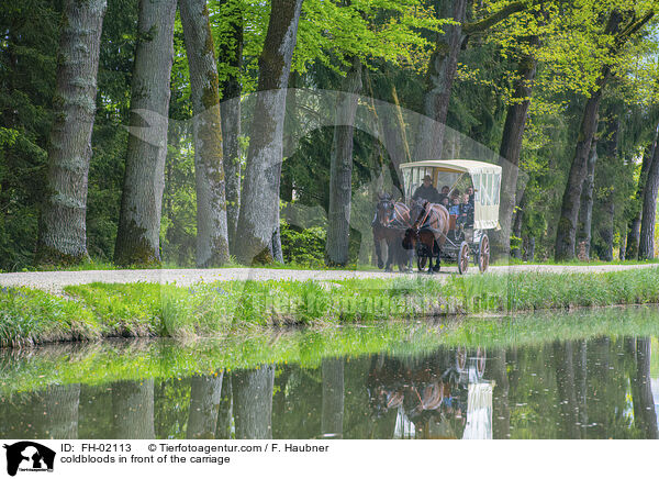 Kaltblter vor der Kutsche / coldbloods in front of the carriage / FH-02113