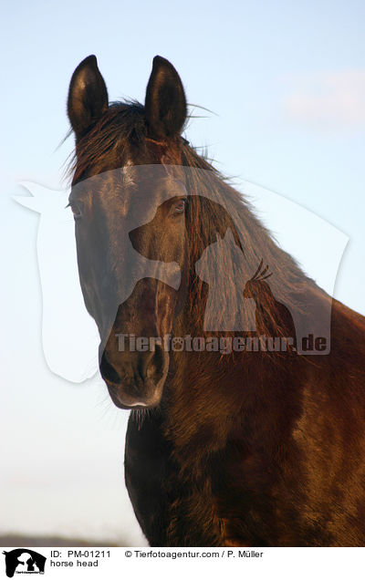 Schweres Warmblut Portrait / horse head / PM-01211