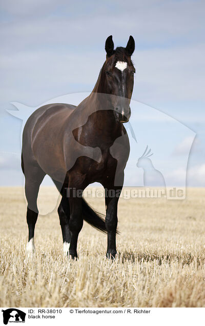 black horse / RR-38010