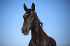 Heavy Warmblood Portrait