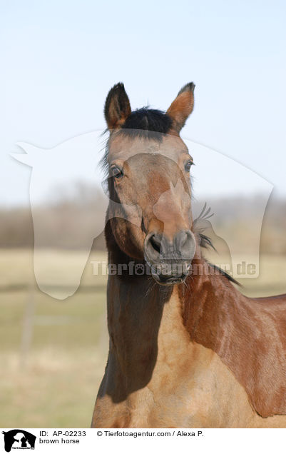 Hessisches Warmblut / brown horse / AP-02233