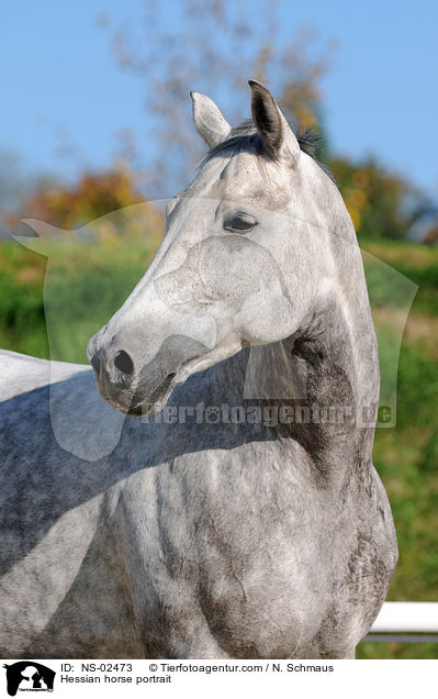 Hessian horse portrait / NS-02473
