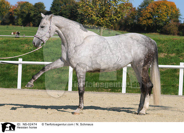 Hesse mit spanischem Schritt / Hessian horse / NS-02474