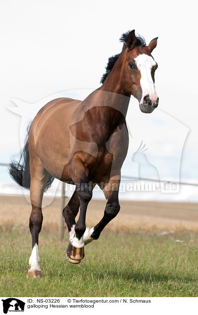 galloping Hessian warmblood / NS-03226