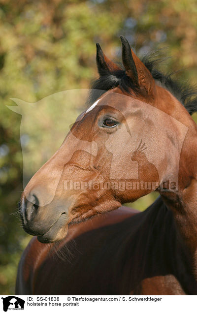 holsteins horse portrait / SS-01838