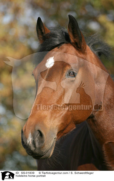 Holsteiner Portrait / holsteins horse portrait / SS-01839