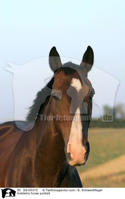 holsteins horse portrait / SS-05315