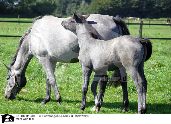 mare with foal / BM-01089