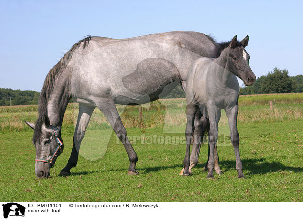 mare with foal / BM-01101