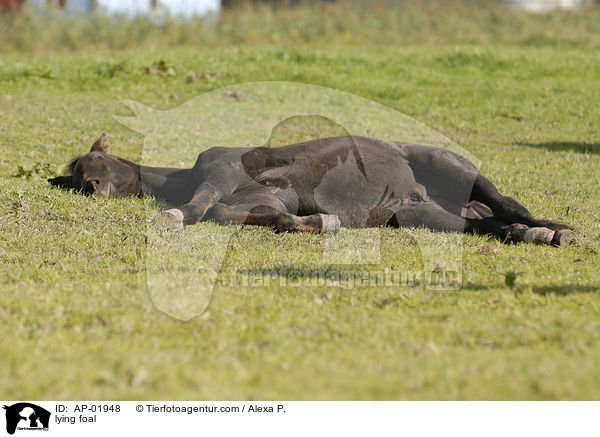 liegendes Fohlen / lying foal / AP-01948