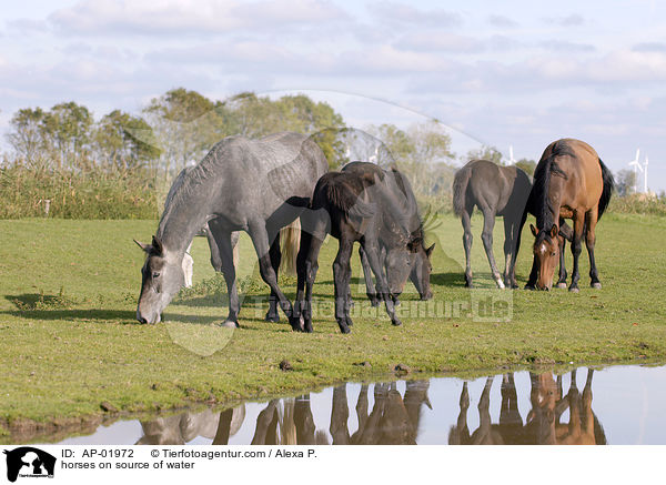Pferde an Wasserquelle / horses on source of water / AP-01972