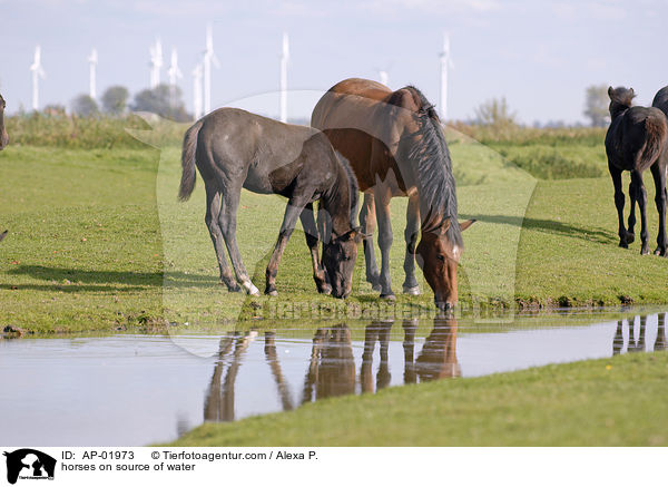 Pferde an Wasserquelle / horses on source of water / AP-01973