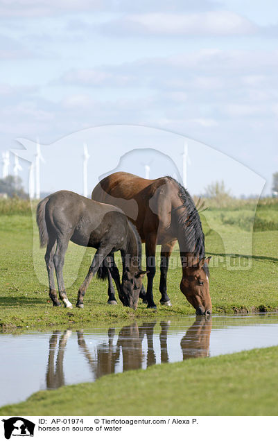 Pferde an Wasserquelle / horses on source of water / AP-01974