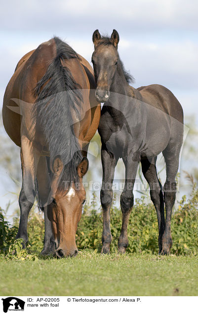 mare with foal / AP-02005