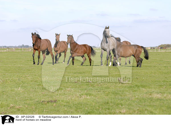 herd of horses on meadow / AP-02026