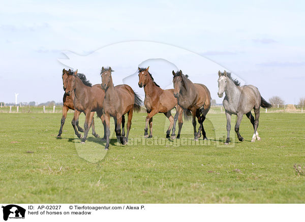 herd of horses on meadow / AP-02027