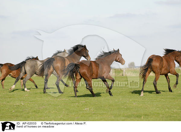 herd of horses on meadow / AP-02033