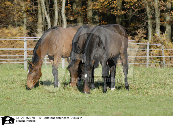 grazing horses / AP-02078