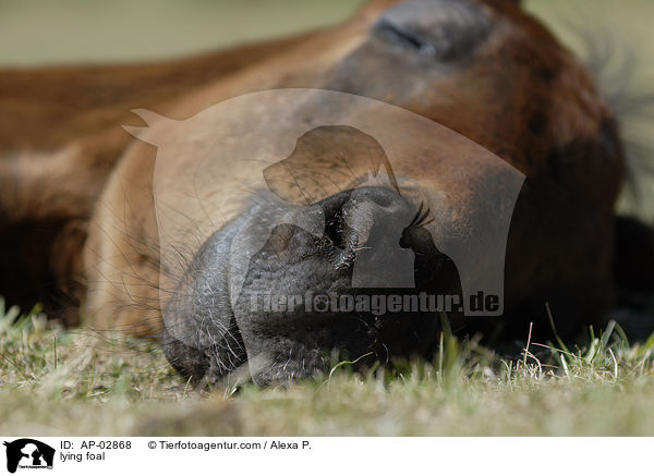 lying foal / AP-02868