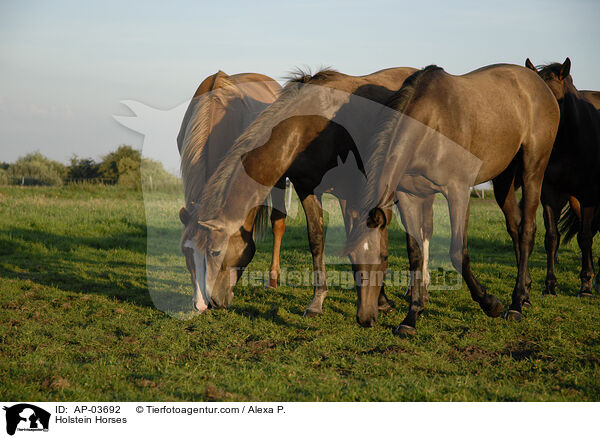 Holstein Horses / AP-03692